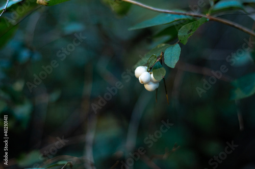 White snowberry or wolfberry in the forest. Symphoricarpos albus. 