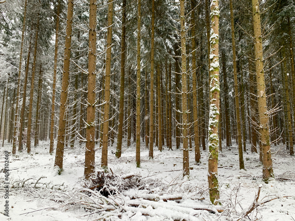 Fototapeta premium Oberes Donautal im Winter / Bei Beuron