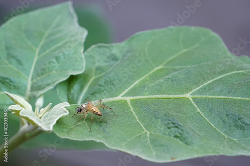 A small spider is grabbing insects for food.