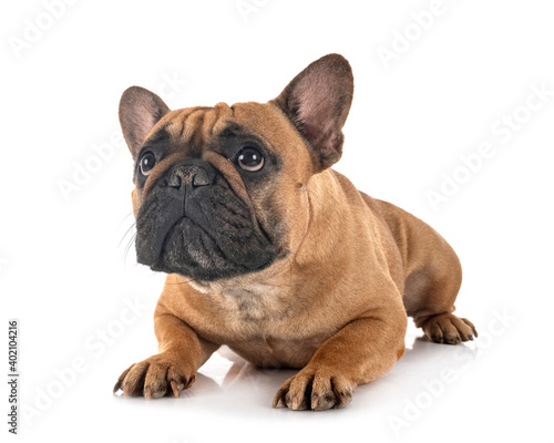 french bulldog in studio