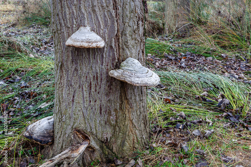 Fomes fomentarius. Tinder fungi on the bark of a poplar trunk.