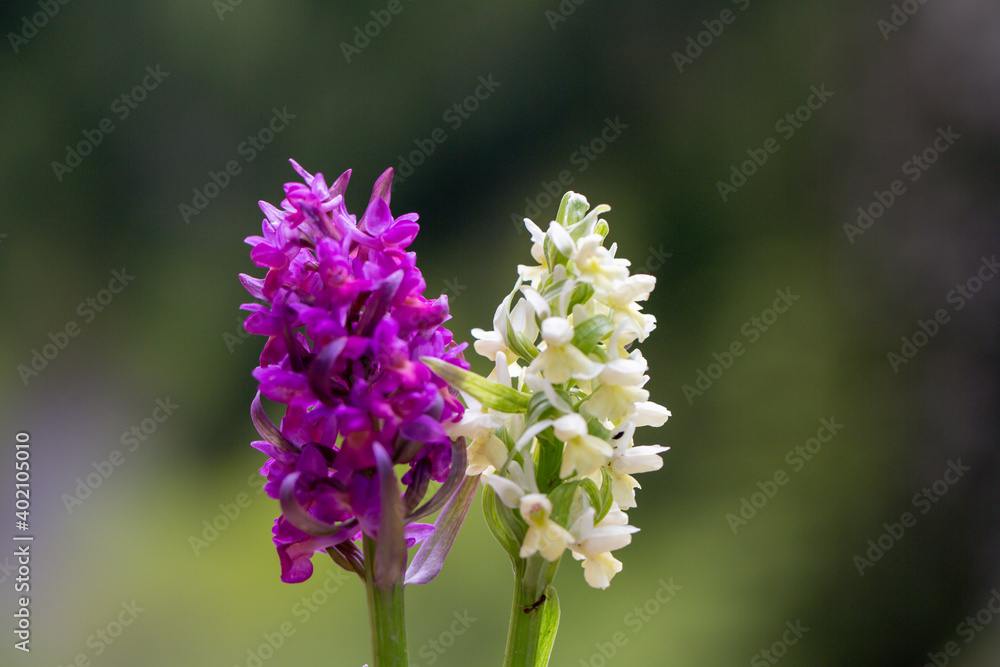 A close-up photo of butterfly bush (Buddleja davidii). Its name was inspired by butterflies because it charms them. This plant originally grows in China. A close-up photo of butterfly bush (Buddleja davidii). Its name was inspired by butterflies because it charms them. This plant originally grows in China.