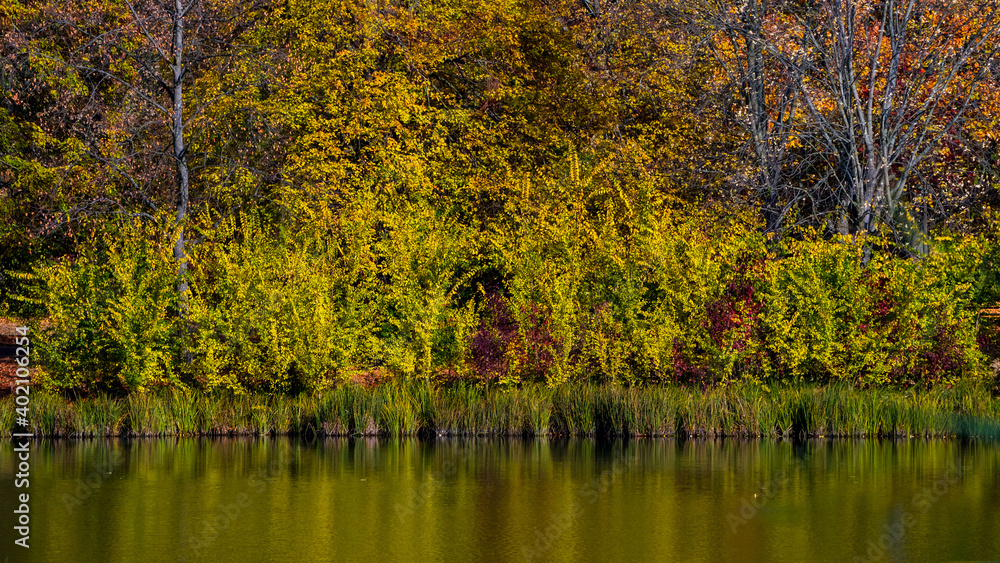Autumn sketch: multicolored plants at lake reflected in water mirror