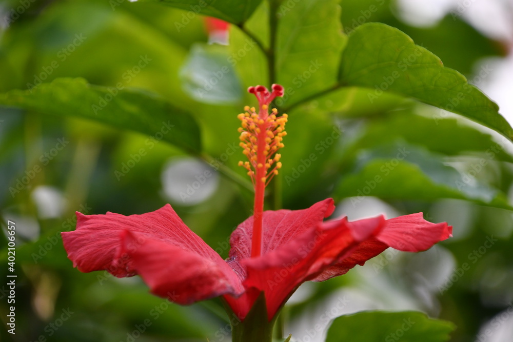 Fototapeta premium flowers