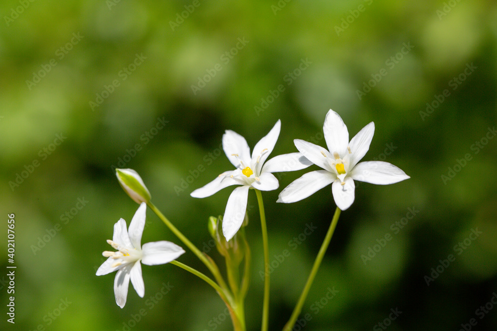 A close-up photo of white lilies which symbolizes the association of fresh life and rebirth. Turkey is very wealthy in variety of plants. It has 11.707 plant species.