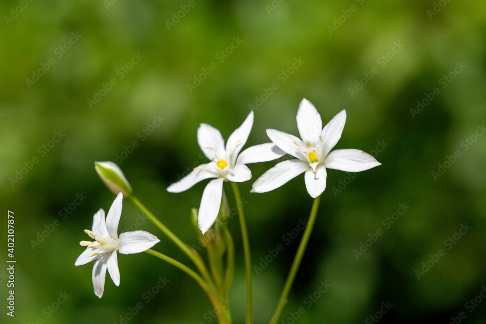 A close-up photo of white lilies which symbolizes the association of fresh life and rebirth. Turkey is very wealthy in variety of plants. It has 11.707 plant species. A close-up photo of white lilies which symbolizes the association of fresh life and rebirth. Turkey is very wealthy in variety of plants. It has 11.707 plant species.