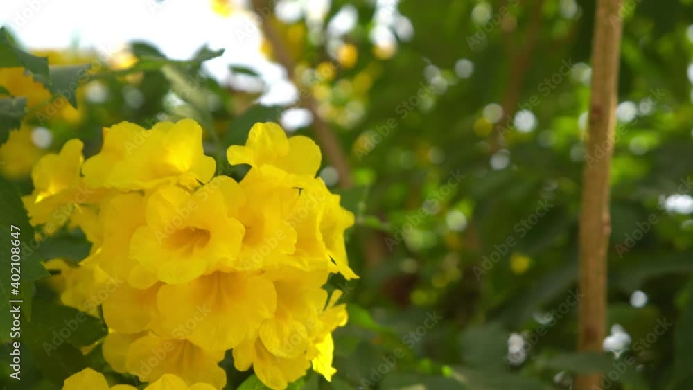 yellow golden flower flowing by wind yellow golden flower flowing by wind