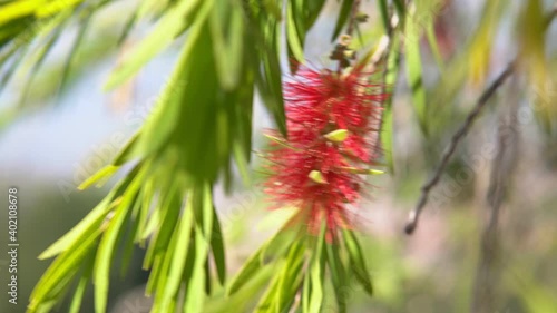 red flower bottle brush tree blooming