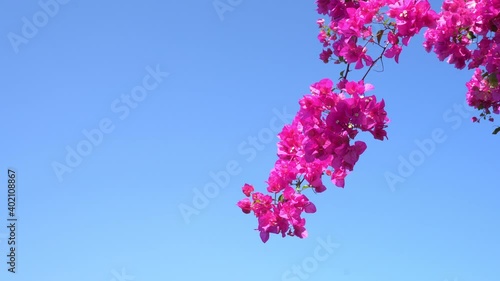 pink bougainvillea flower