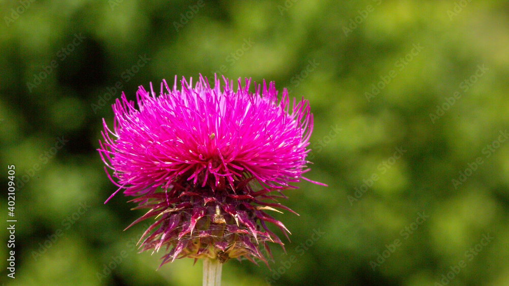 Silybum marianum is fairly typical thistle has red to purple flowers and shiny pale green leaves with white veins on it. Also it is so beautiful with it's unique colors. Silybum marianum is fairly typical thistle has red to purple flowers and shiny pale green leaves with white veins on it. Also it is so beautiful with it's unique colors.