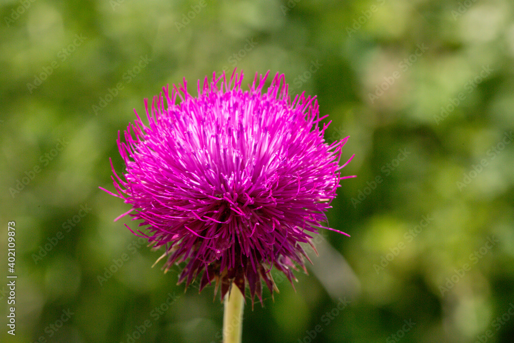 Silybum marianum is fairly typical thistle has red to purple flowers and shiny pale green leaves with white veins on it. Also it is so beautiful with it's unique colors. Silybum marianum is fairly typical thistle has red to purple flowers and shiny pale green leaves with white veins on it. Also it is so beautiful with it's unique colors.