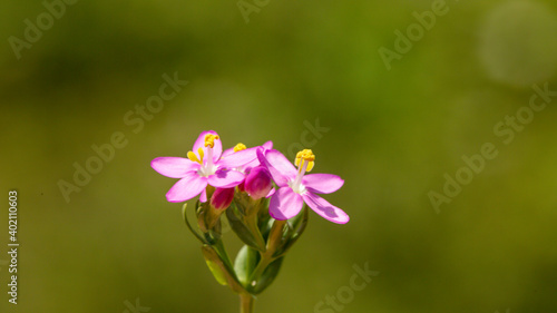 A close-up photo of common centaury. This fascinating flower grows in open forests, slopes, and shrubs. Its distributions are the large part of Europe and a part of Asia. 