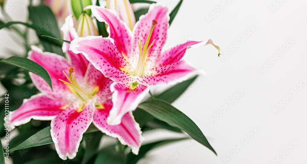 Lily flowers greeting card on heart shaped bokeh background with copy space. Floral banner. Valentines day concept or mothers day. Lily flowers greeting card on heart shaped bokeh background with copy space. Floral banner. Valentines day concept or mothers day.