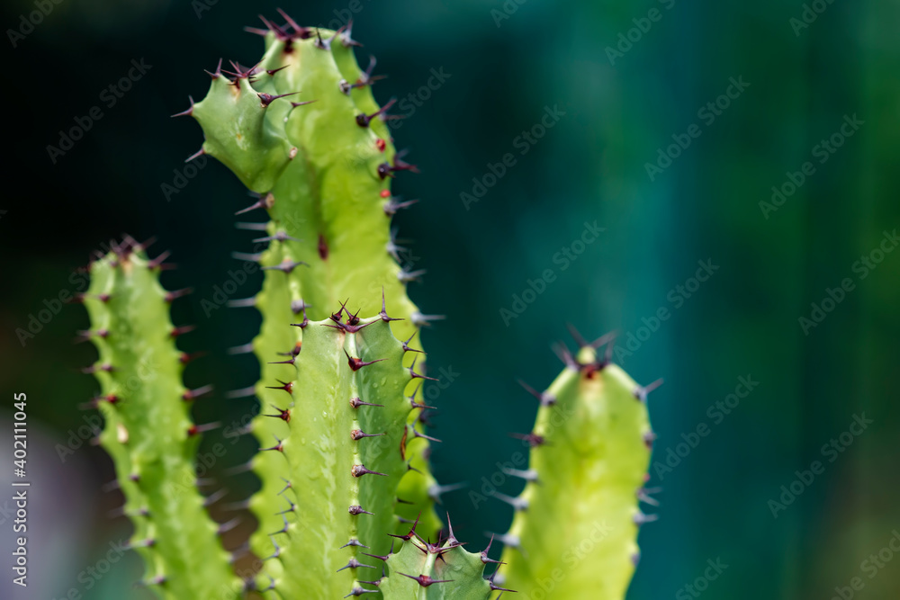 close up of cactus