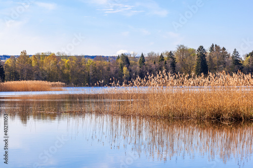 Lake view with reeds in the spring