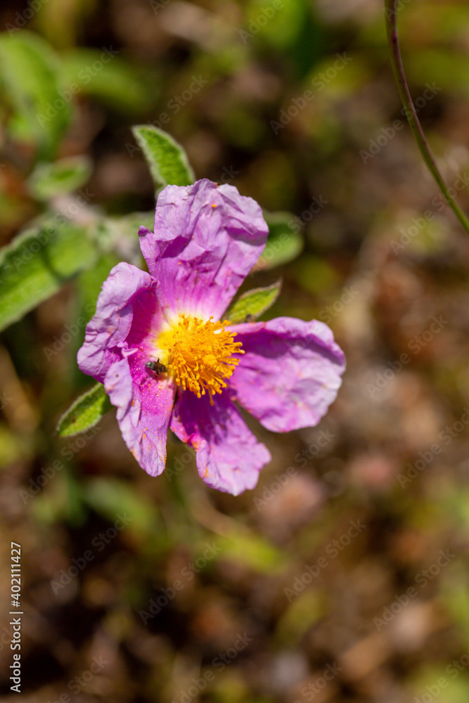 A close-up photo of purple Cretan Rock Roses which Latin name is Cistus creticus Linnaeus. Its original habitat is the Mediterranean region and Europe. A close-up photo of purple Cretan Rock Roses which Latin name is Cistus creticus Linnaeus. Its original habitat is the Mediterranean region and Europe.