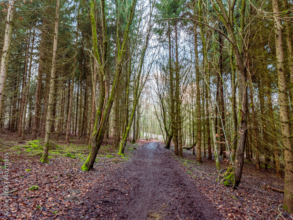 Fototapeta premium Bavarian Forest Path during winter time with sun rays shining