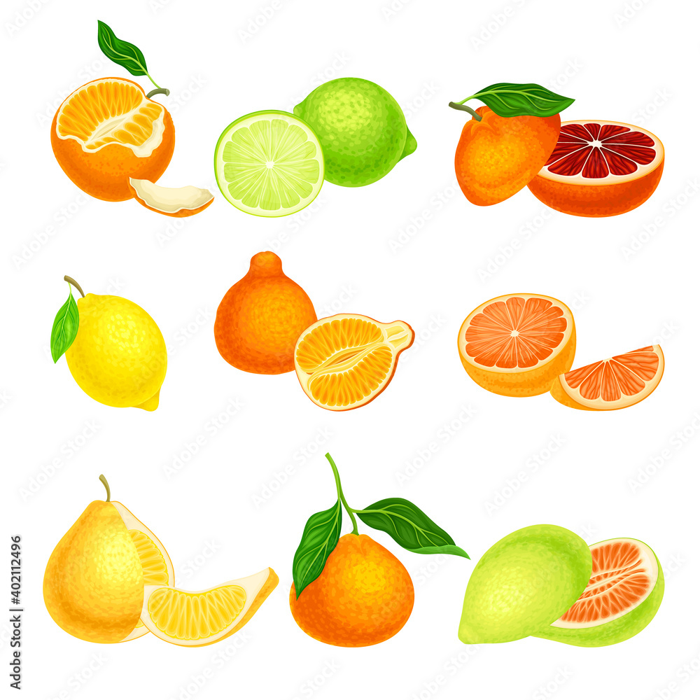 Citrus Hesperidium Fruits with Orange and Grapefruit Vector Set Citrus Hesperidium Fruits with Orange and Grapefruit Vector Set