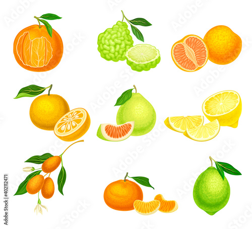 Fototapeta Naklejka Na Ścianę i Meble -  Citrus Hesperidium Fruits with Mandarin and Kumquat Vector Set