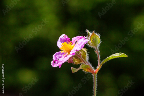 A close-up photo of purple Cretan Rock Roses which Latin name is Cistus creticus Linnaeus. Its original habitat is the Mediterranean region and Europe. 