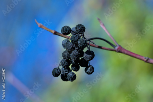 Dunkle vertrocknete Früchte / Beeren des Hartriegel (Lat.: Cornus) vor einem blauen Himmel in natürlicher Umgebung
