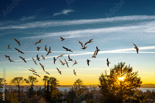 Uccelli in volo al tramonto sul lago di Bracciano photo