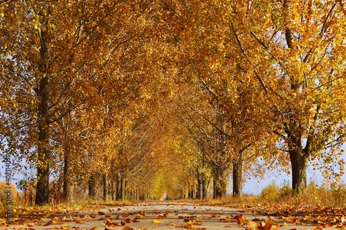 Canvastavla alley of poplar trees in colorful autumn colors