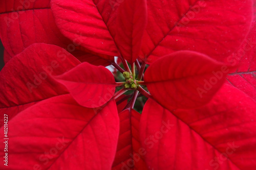 red poinsettia plant in bloom close up