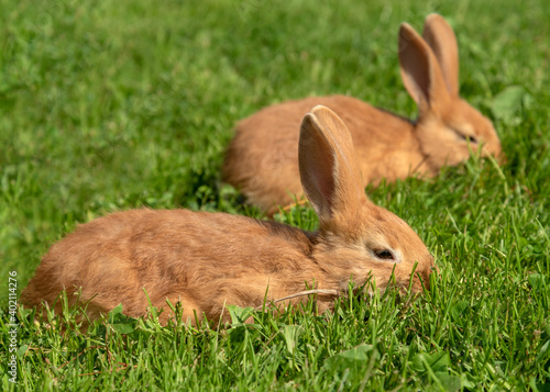 Red rabbits on a grass.