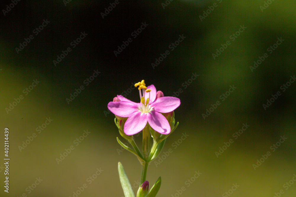 A close-up photo of common centaury. This fascinating flower grows in open forests, slopes, and shrubs. Its distributions are the large part of Europe and a part of Asia. 