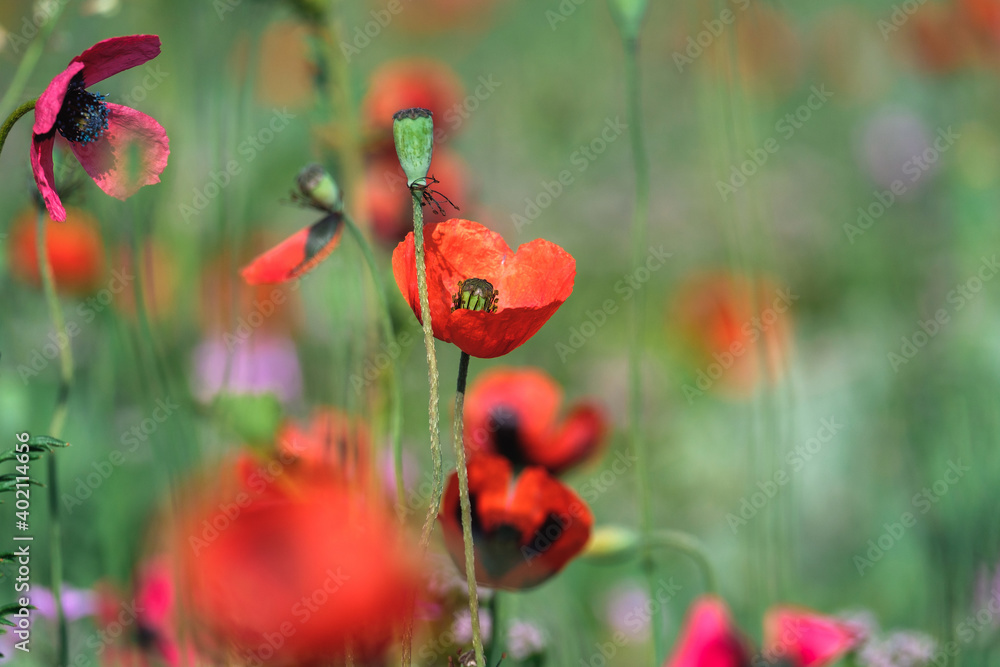 Fototapeta premium Red poppies close-up on a green spring meadow background