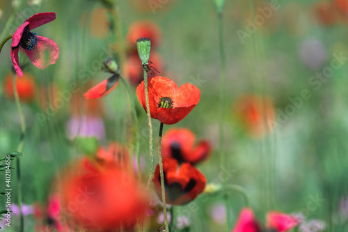 Red poppies close-up on a green spring meadow background