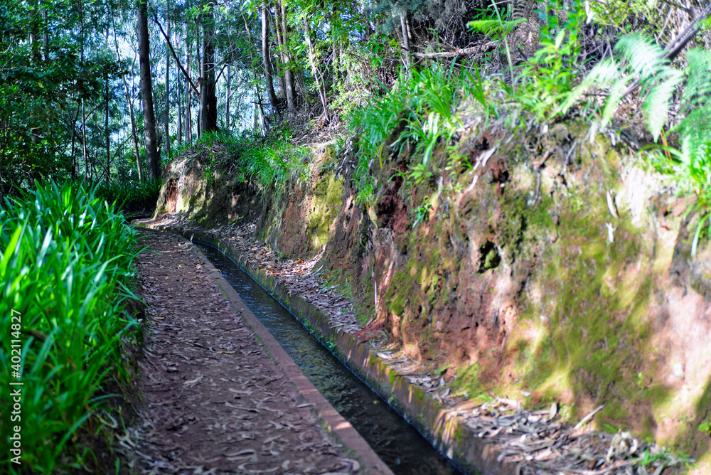 Fototapeta premium path in the forest