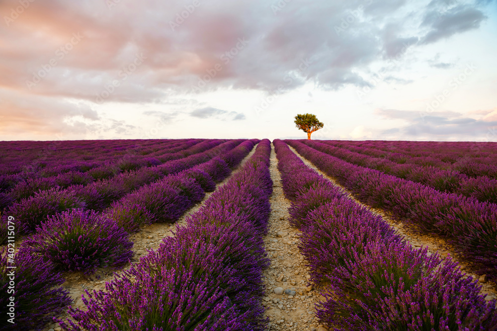 Naklejka premium Lavender fields near plateau Valensole in Provence, France. Stunning view with a beautiful lavender field at sunset.