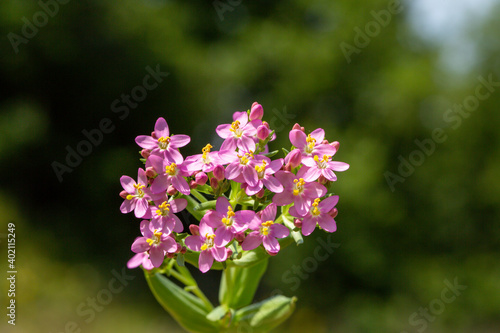 A close-up photo of common centaury. This fascinating flower grows in open forests, slopes, and shrubs. Its distributions are the large part of Europe and a part of Asia.  © photograzon