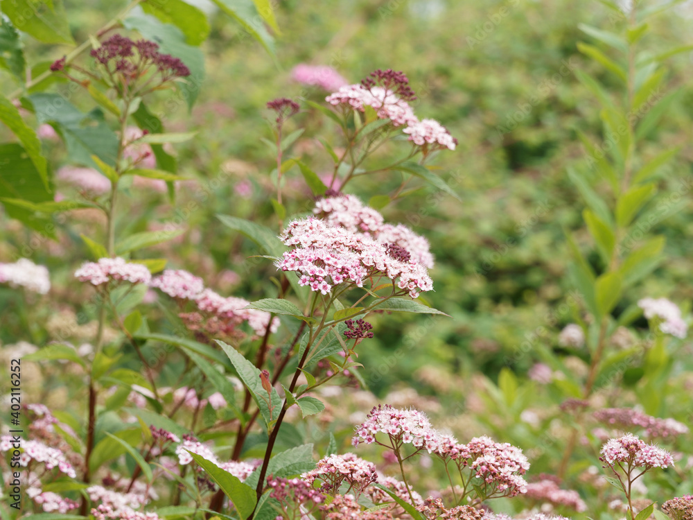 Spiraea japonica 'Genpei' or spirea bumalda Japanese meadowsweet or