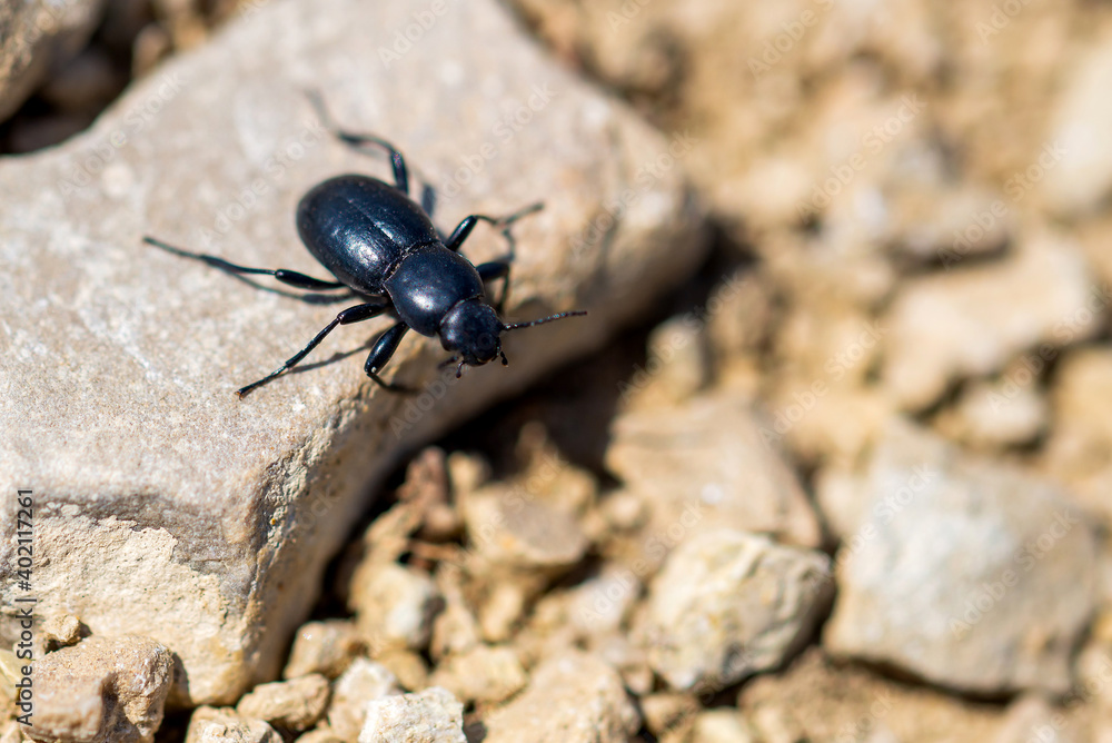 Desert Stink Beetle or Eleodes Armata on a stone Desert Stink Beetle or Eleodes Armata on a stone