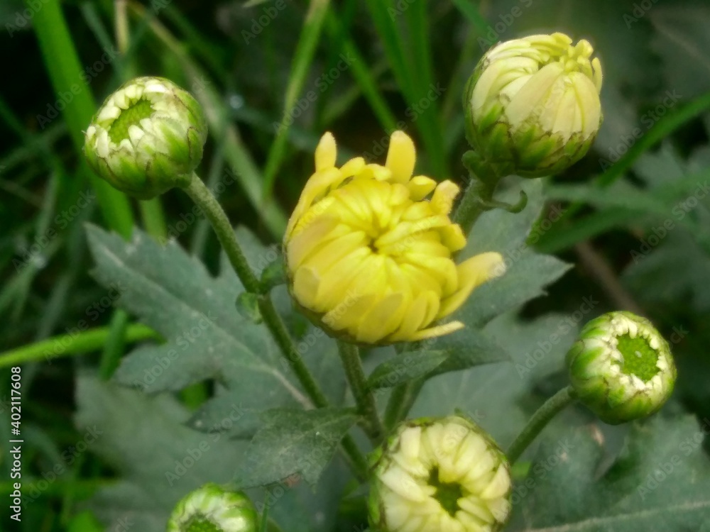 Beautiful flower gift of nature Beautiful flower gift of nature