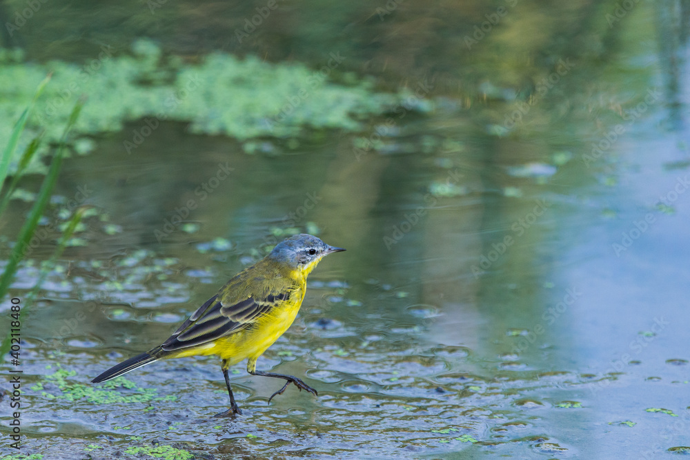 Female Western Yellow Wagtail or Motacilla flava Female Western Yellow Wagtail or Motacilla flava
