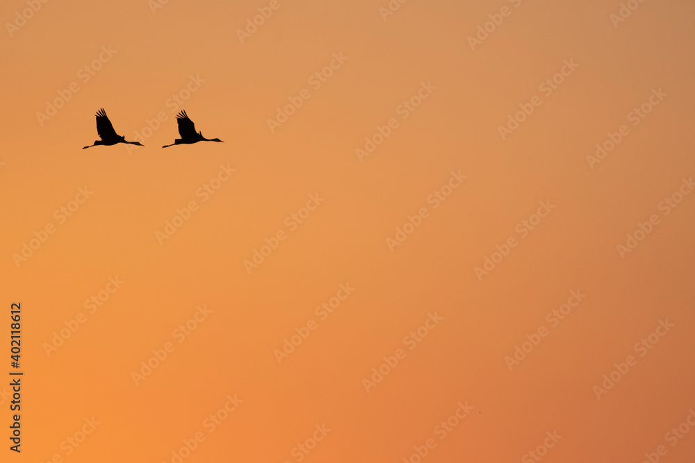 Pair of hooded cranes flying with back of evening glow