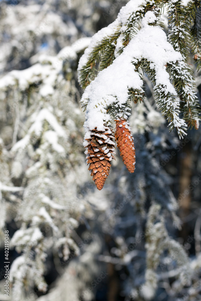 Snow covered branches of a coniferous tree with cones, witner landscape Snow covered branches of a coniferous tree with cones, witner landscape
