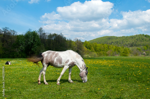 white mare with chestnut foliage in the mountains of a beautiful sunny day