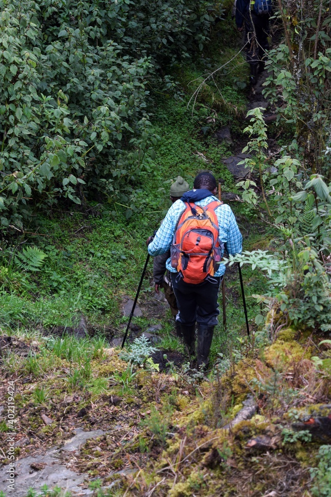 Rear view of backpackers in the forest at Rwenzori Mountains, Uganda Rear view of backpackers in the forest at Rwenzori Mountains, Uganda