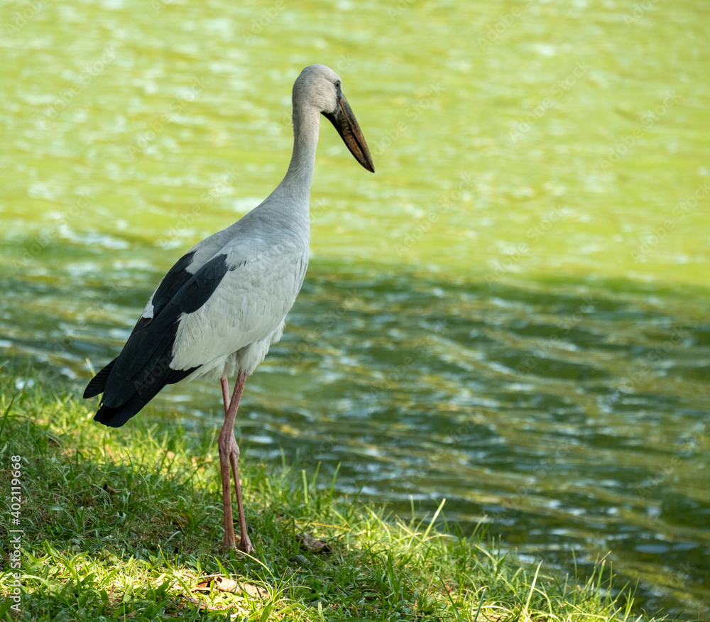 Naklejka premium heron, white bird fishing fish at the lake bank in nature park