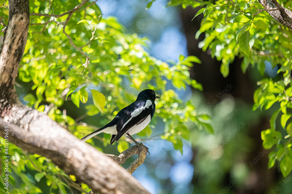 little black bird on tree branch little black bird on tree branch