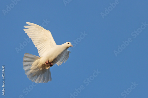 postal white dove flying in the blue sky