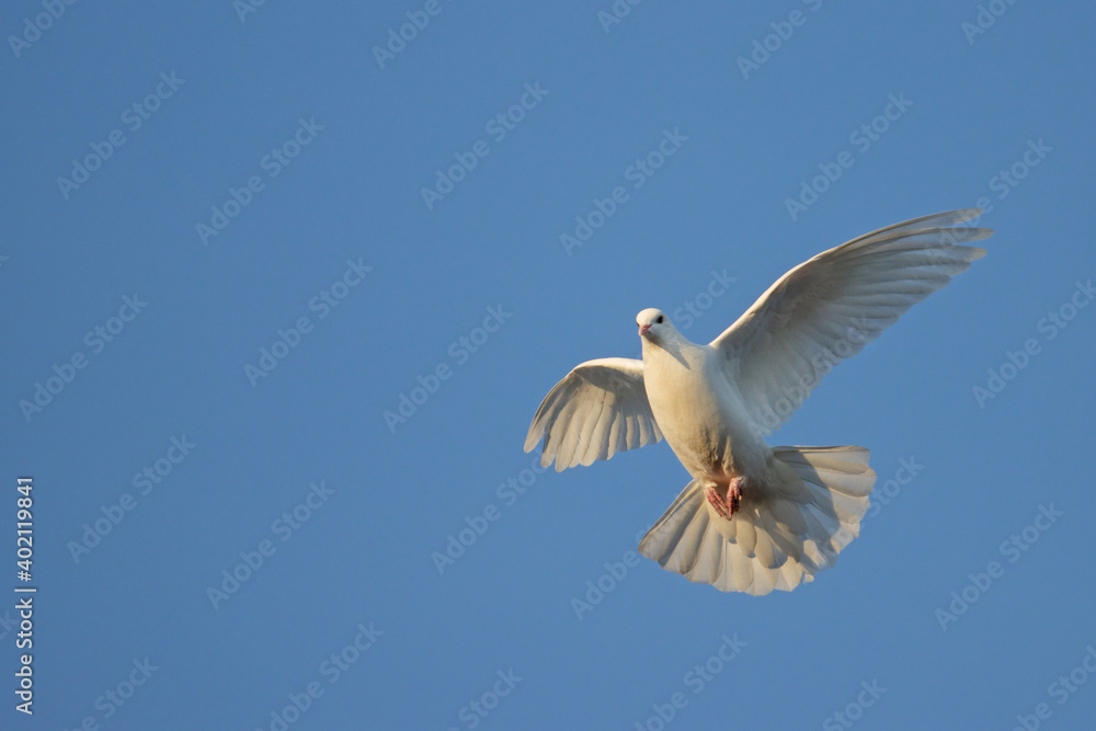 Fototapeta premium sacred white dove flies in the blue sky