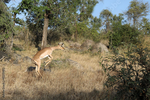 Schwarzfersenantilope   Impala   Aepyceros melampus..