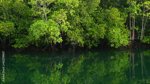Mangrove trees grow in brackish water