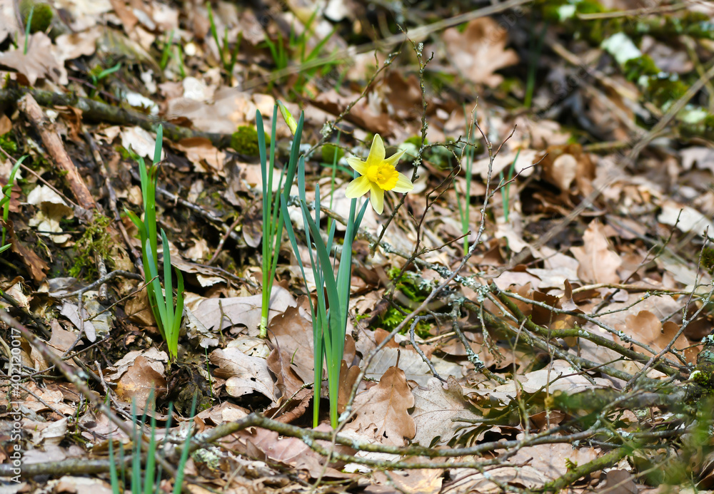 daffodils blooming in the forest daffodils blooming in the forest